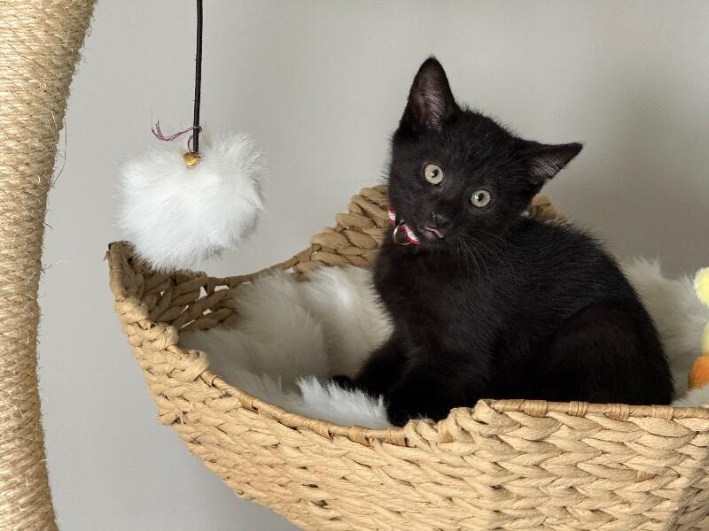 Enlarge Stefan, a Adoptable Domestic Short Hair in North Babylon, NY image 2/5
