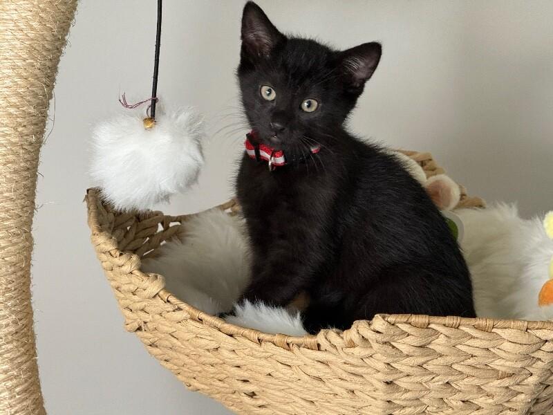 Enlarge Stefan, a Adoptable Domestic Short Hair in North Babylon, NY image 3/5