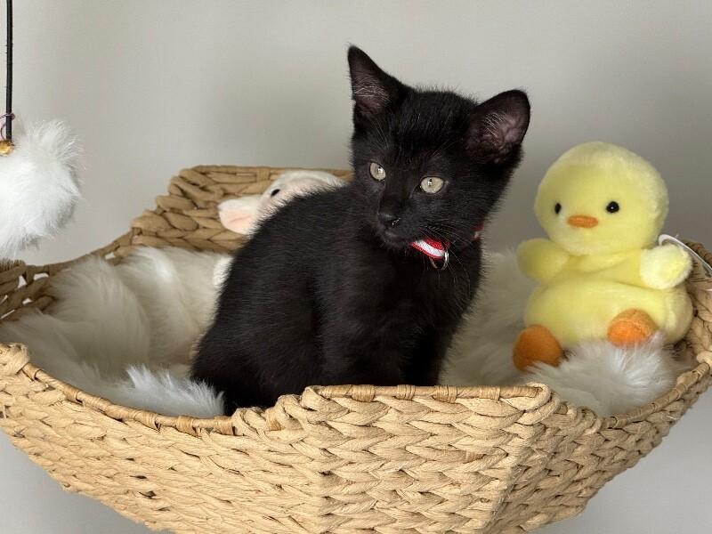 Enlarge Stefan, a Adoptable Domestic Short Hair in North Babylon, NY image 4/5