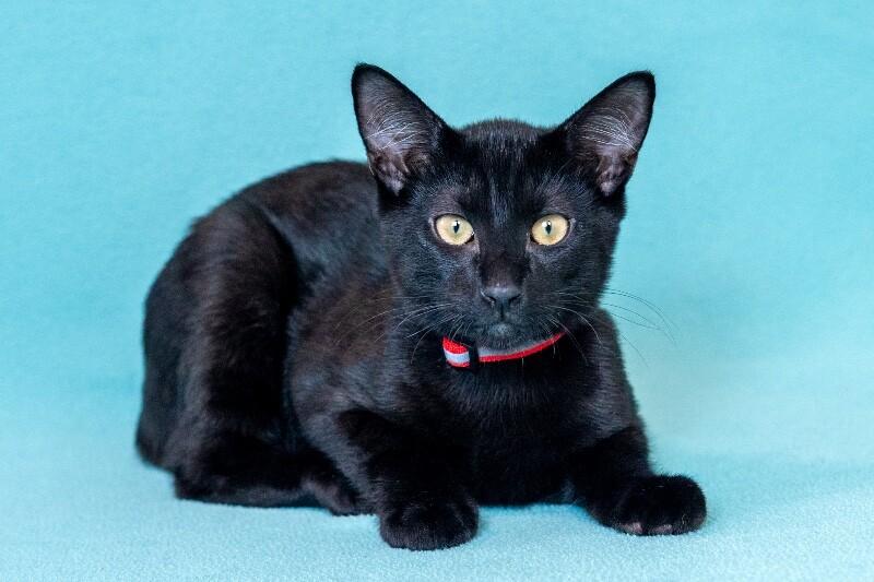 Enlarge Stefan, a Adoptable Domestic Short Hair in North Babylon, NY image 3/4