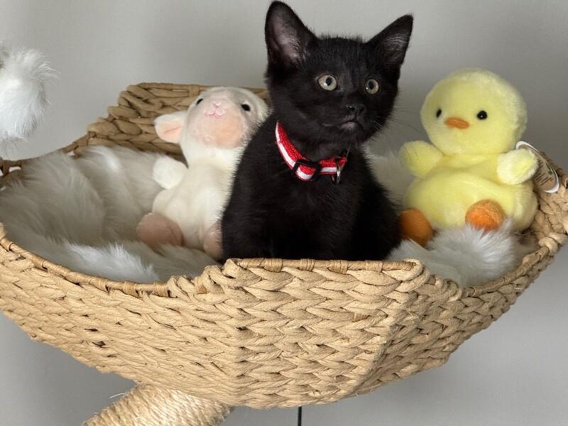 Enlarge Stefan, a Adoptable Domestic Short Hair in North Babylon, NY image 5/5