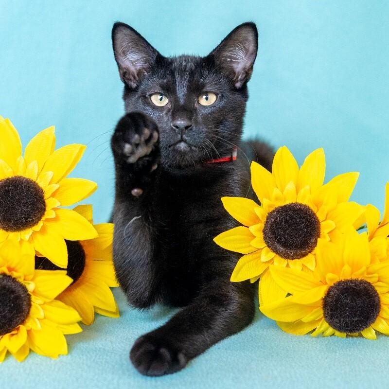 Enlarge Stefan, a Adoptable Domestic Short Hair in North Babylon, NY image 4/4