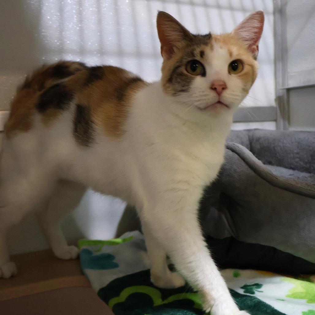 Lemonade, Adoptable, Adult Female Domestic Short Hair.