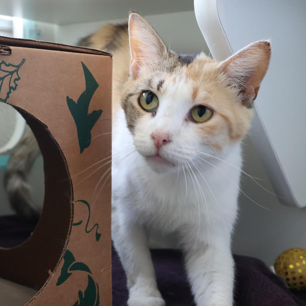 Enlarge Lemonade, a Adoptable Domestic Short Hair in Saint Charles, MO image 2/6