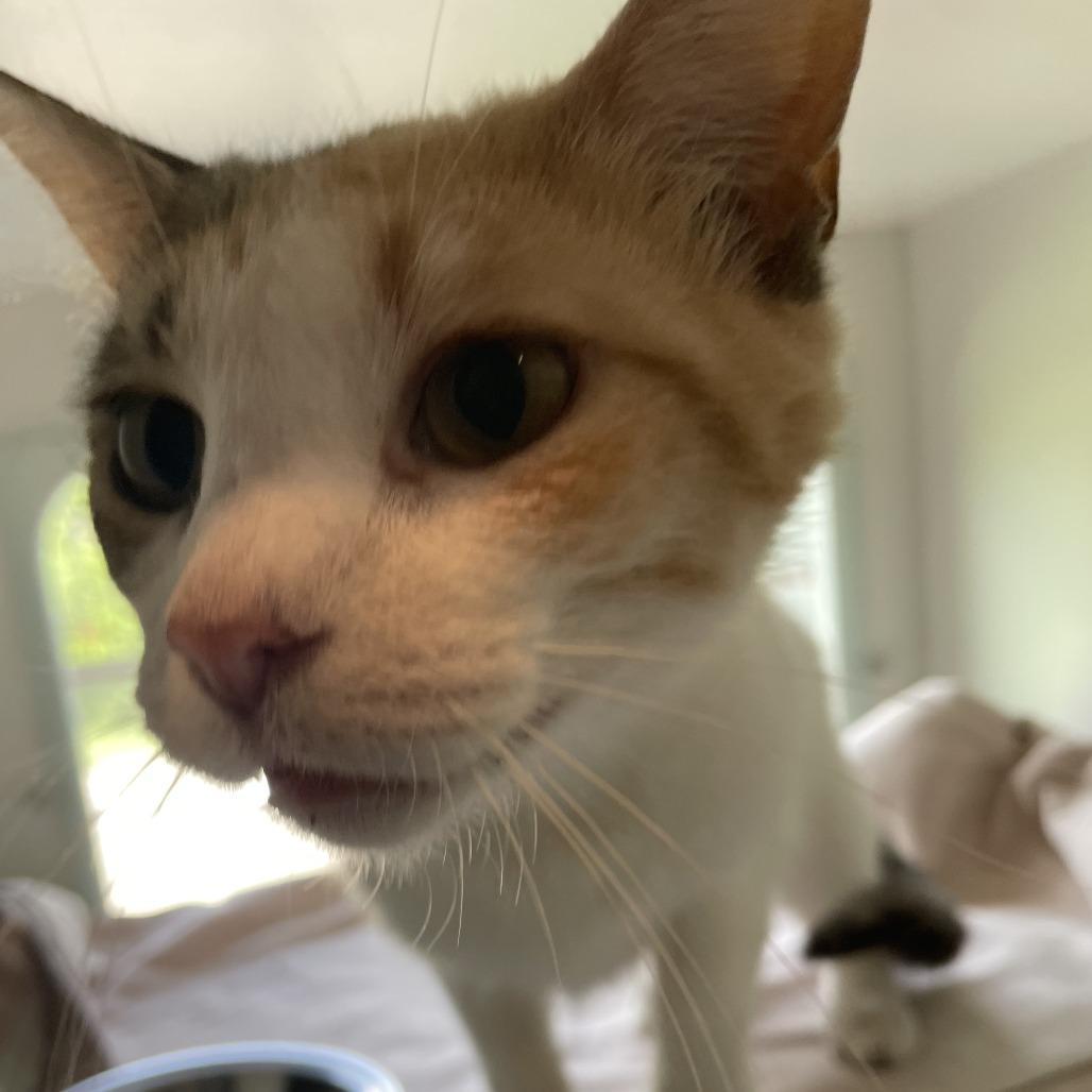 Enlarge Lemonade, a Adoptable Domestic Short Hair in Saint Charles, MO image 3/6