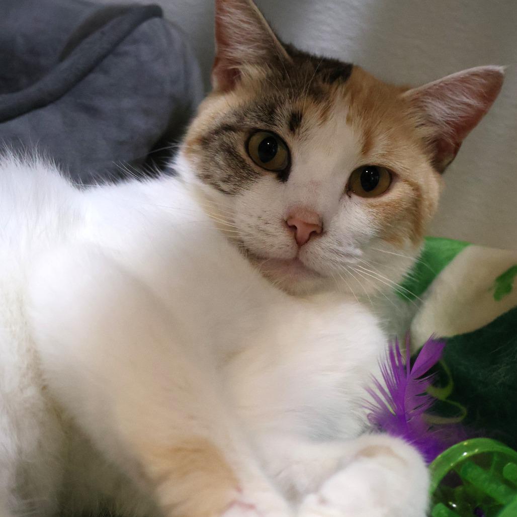 Enlarge Lemonade, a Adoptable Domestic Short Hair in Saint Charles, MO image 4/6