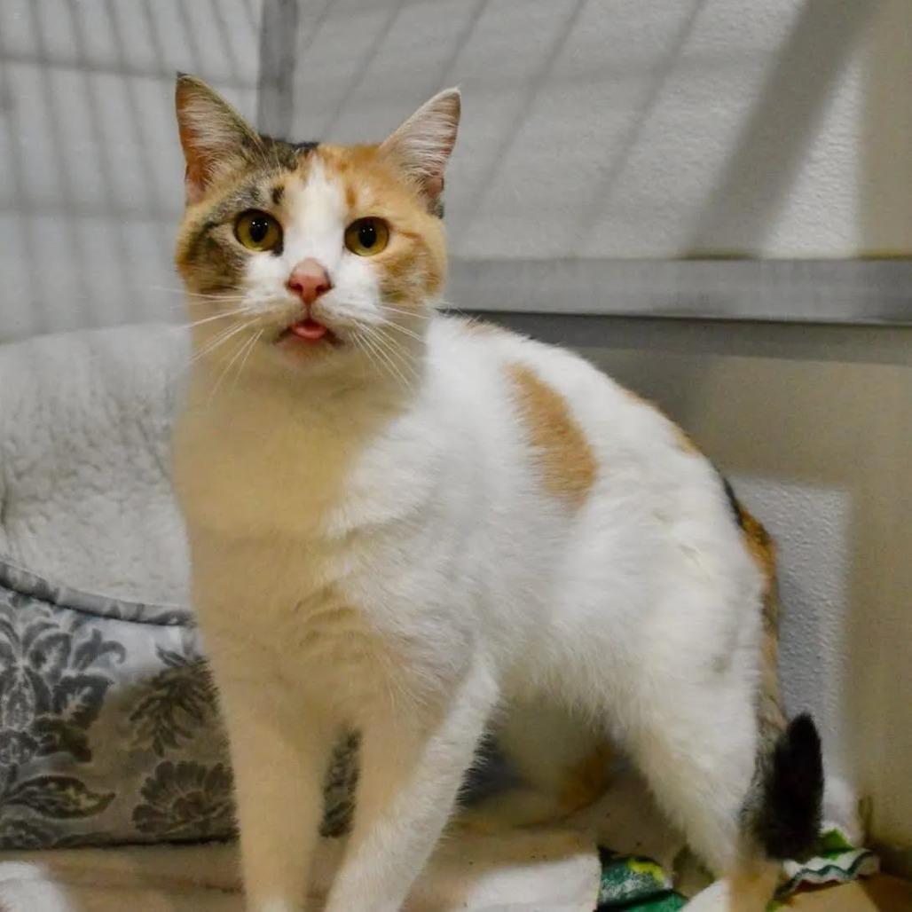 Enlarge Lemonade, a Adoptable Domestic Short Hair in Saint Charles, MO image 5/6