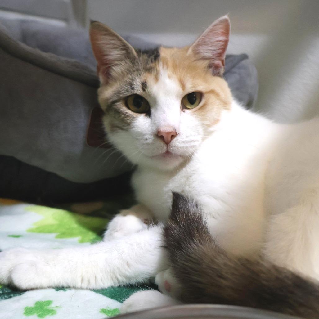 Enlarge Lemonade, a Adoptable Domestic Short Hair in Saint Charles, MO image 6/6
