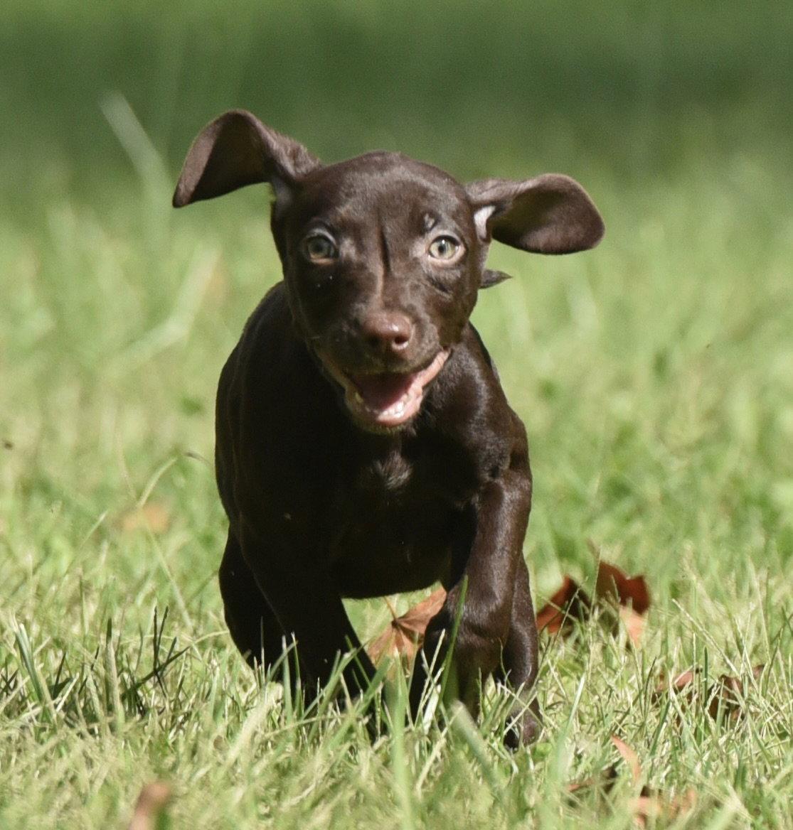 Franzi, Adoptable, Puppy Female Chocolate Labrador Retriever & Pointer.