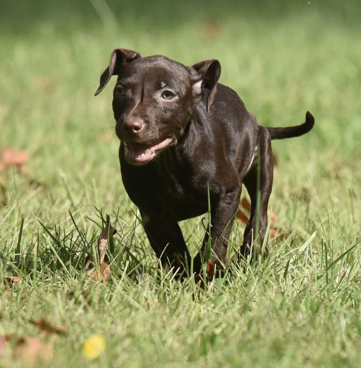 Enlarge Franzi, a Adoptable mixed breed in Mechanicsburg, PA image 3/3