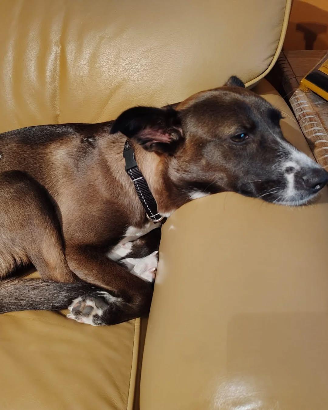 Enlarge Maddie, an adopted mixed breed in Mississauaga, ON image 4/6