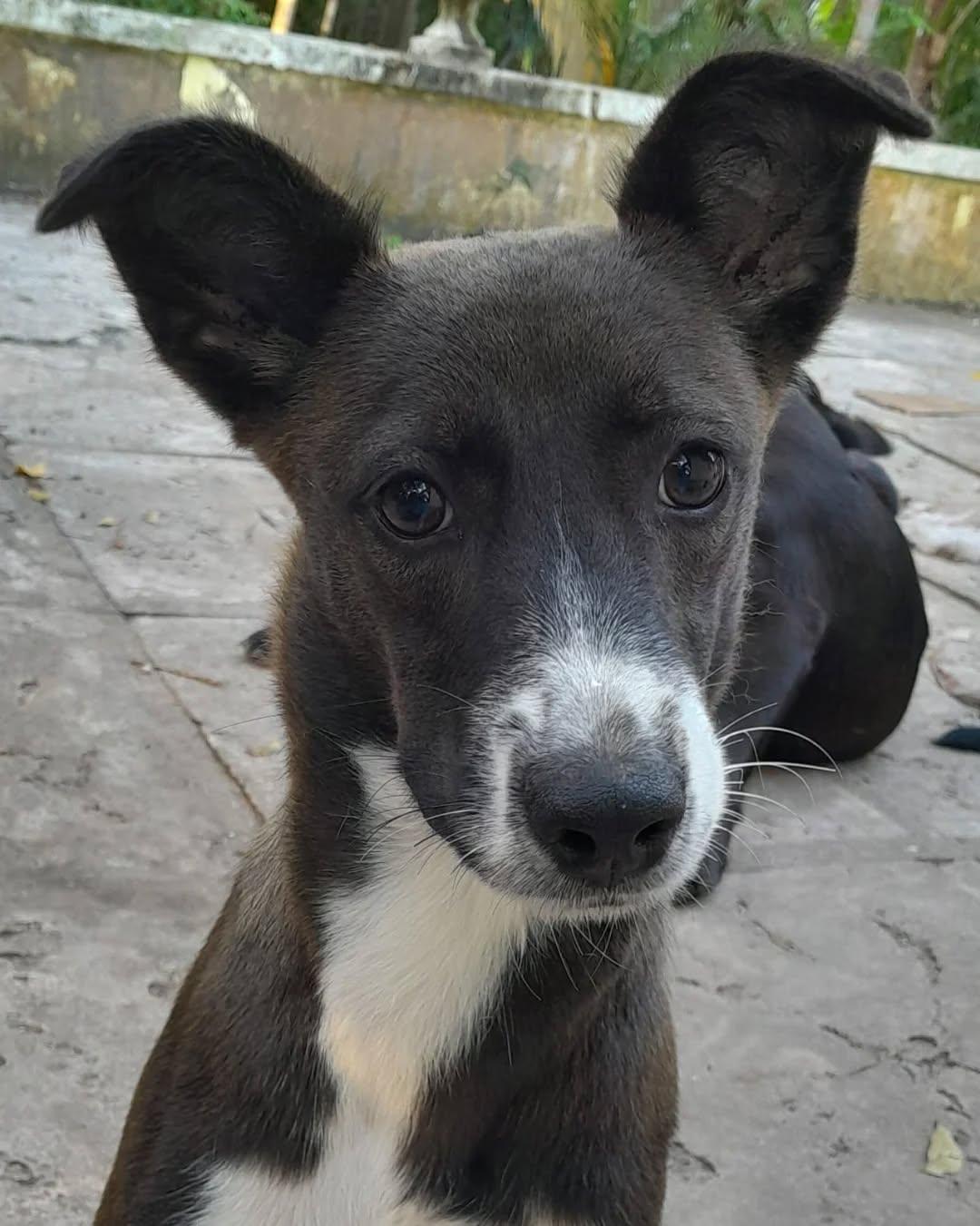 Enlarge Maddie, an adopted mixed breed in Mississauaga, ON image 5/6