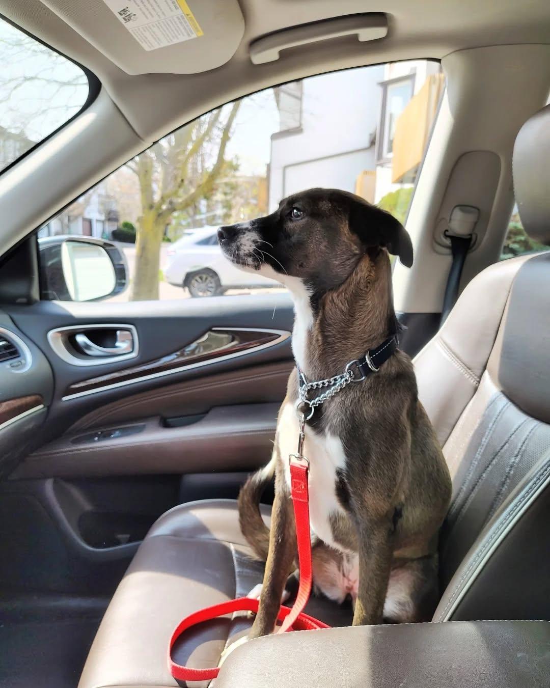 Enlarge Maddie, an adopted mixed breed in Mississauaga, ON image 3/6