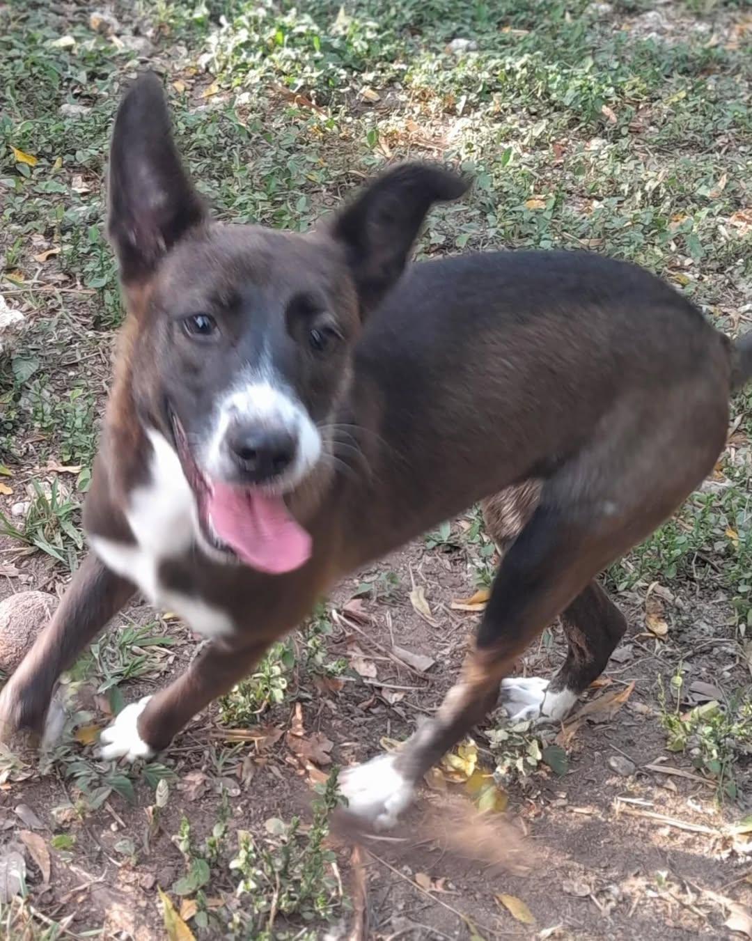 Enlarge Maddie, an adopted mixed breed in Mississauaga, ON image 6/6