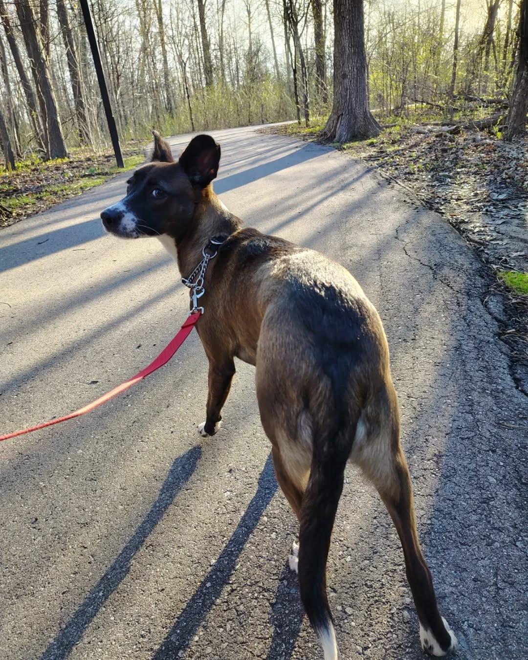 Maddie, adopted, Puppy Female Mixed Breed.