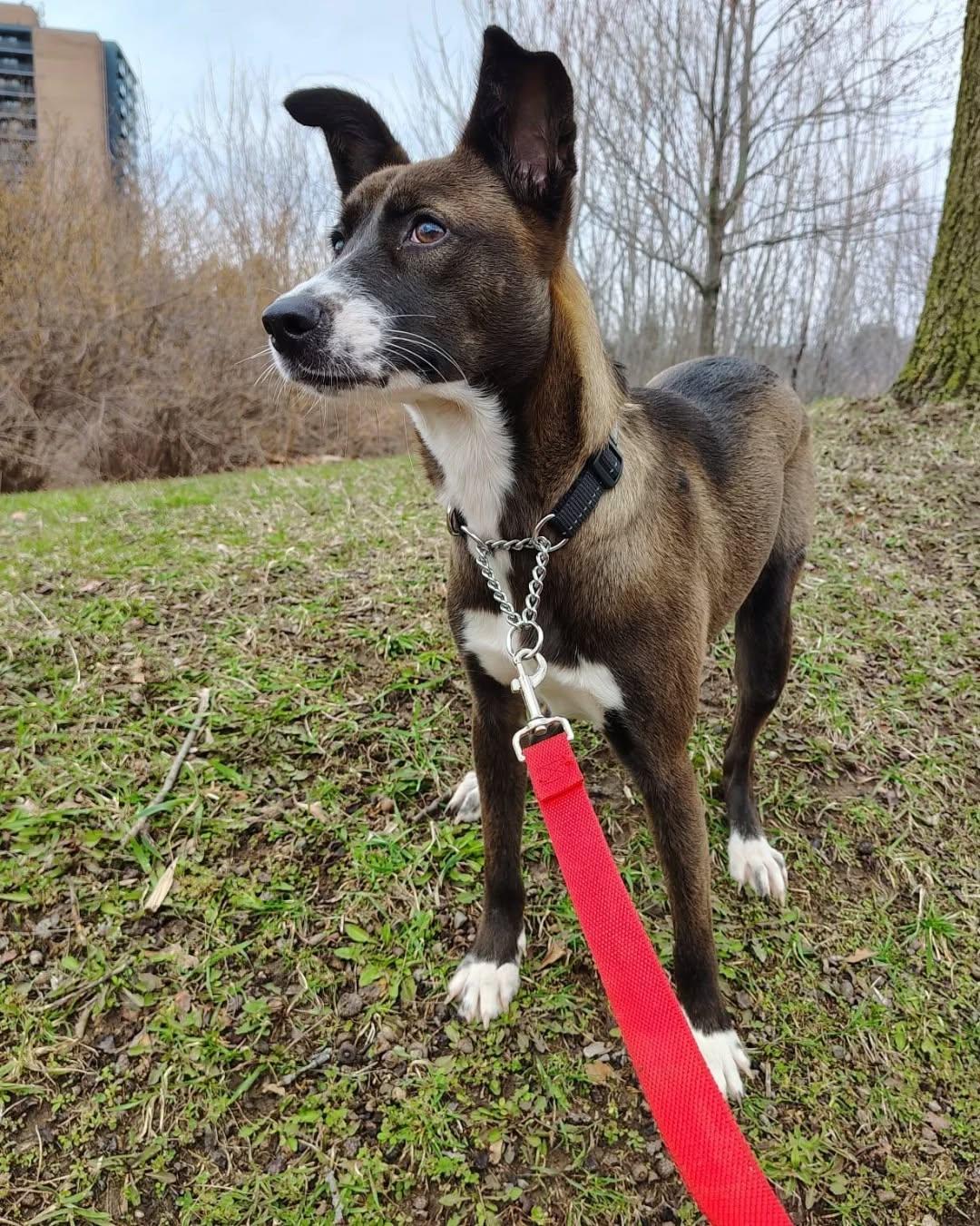 Enlarge Maddie, an adopted mixed breed in Mississauaga, ON image 2/6