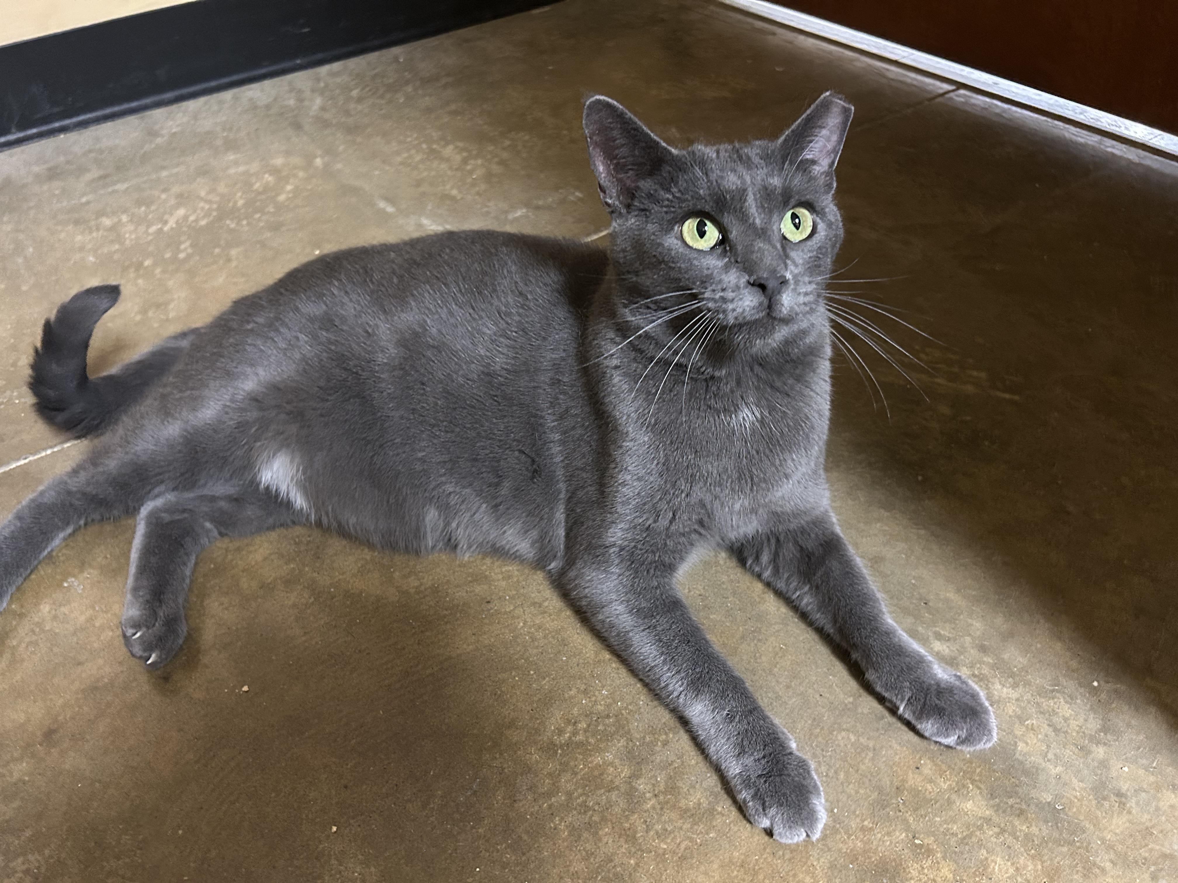 Cartwright, Adoptable, Adult Male Domestic Short Hair & Russian Blue.