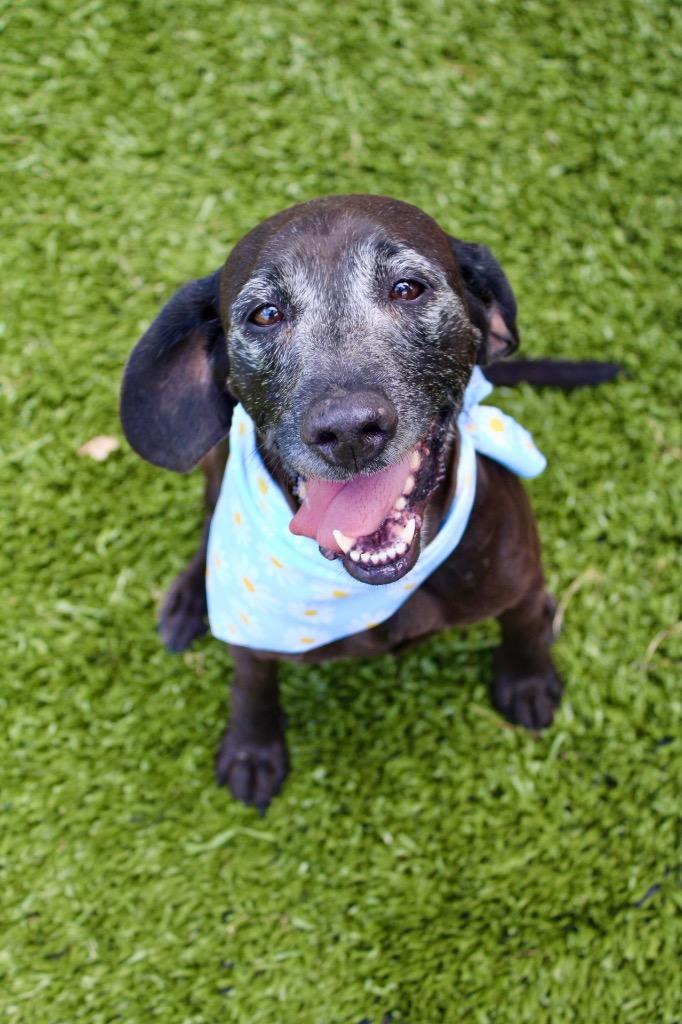 Memaw, Adoptable, Senior Female Mixed Breed.