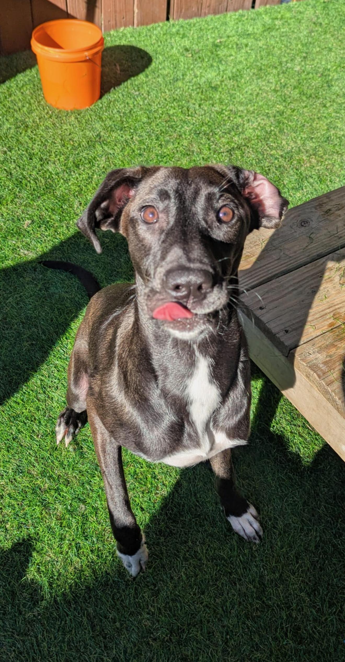 Enlarge Eleanor, a Adopted mixed breed in Quakertown, PA image 6/6