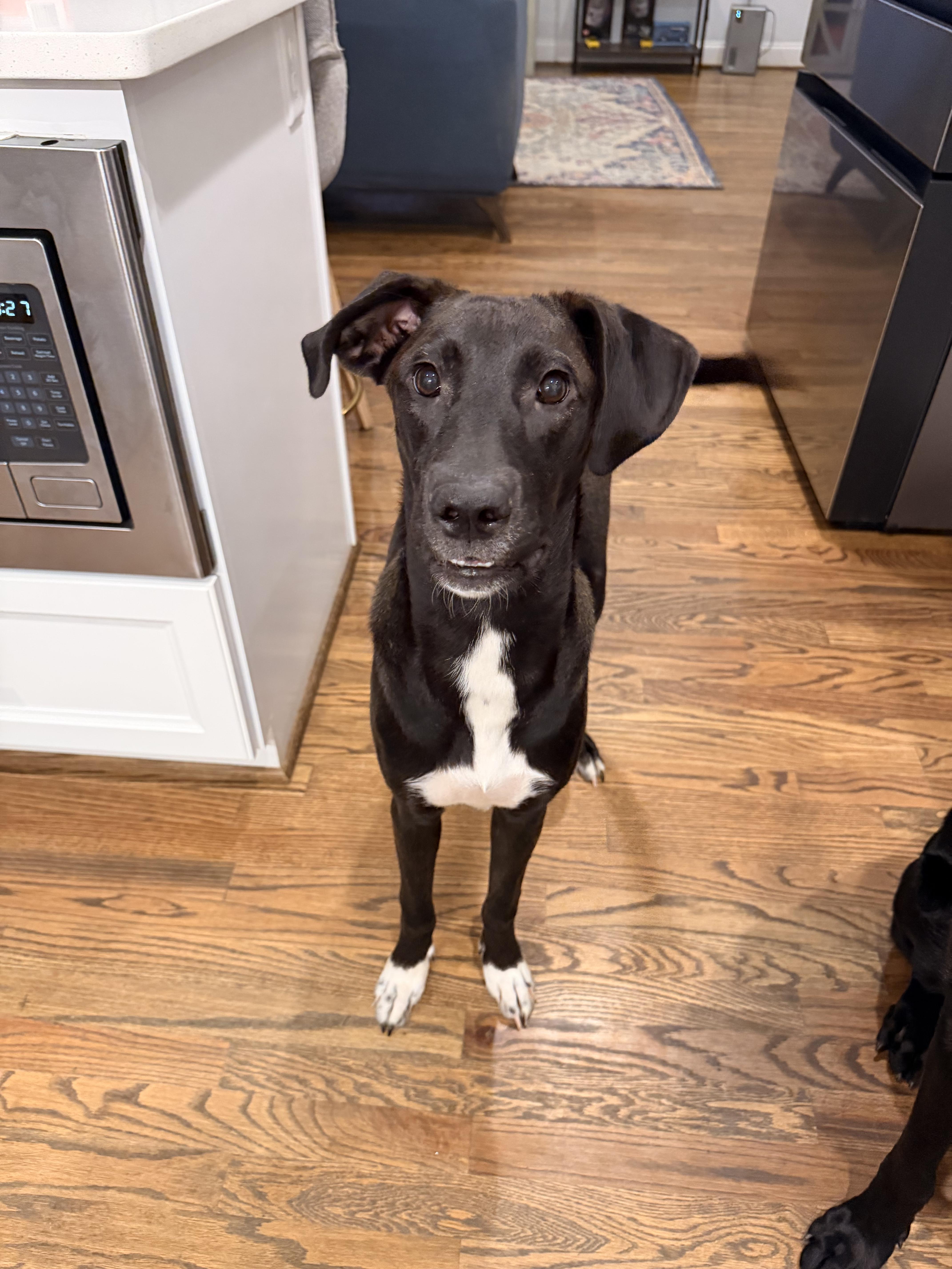 Enlarge Eleanor, a Adopted mixed breed in Quakertown, PA image 4/6