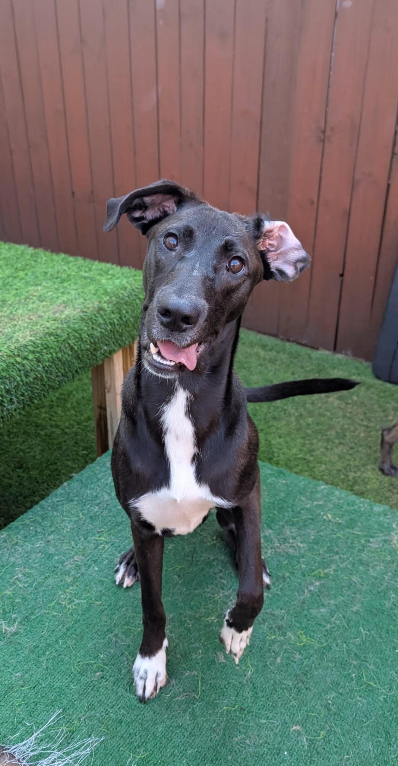 Eleanor, Adopted, Puppy Female Great Dane & Shepherd.