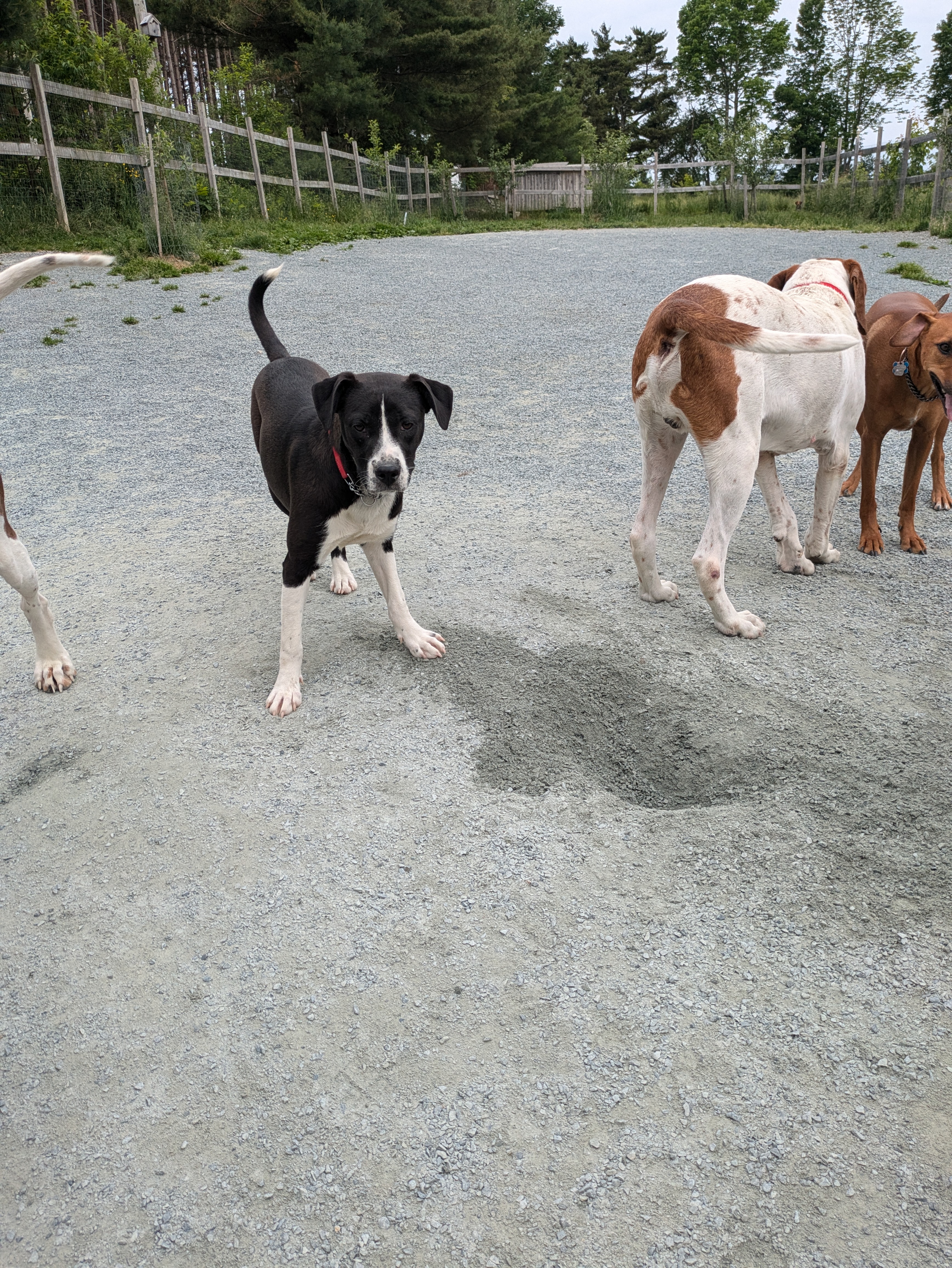Enlarge Jessie, a Adopted mixed breed in West Northfield, NS image 2/3