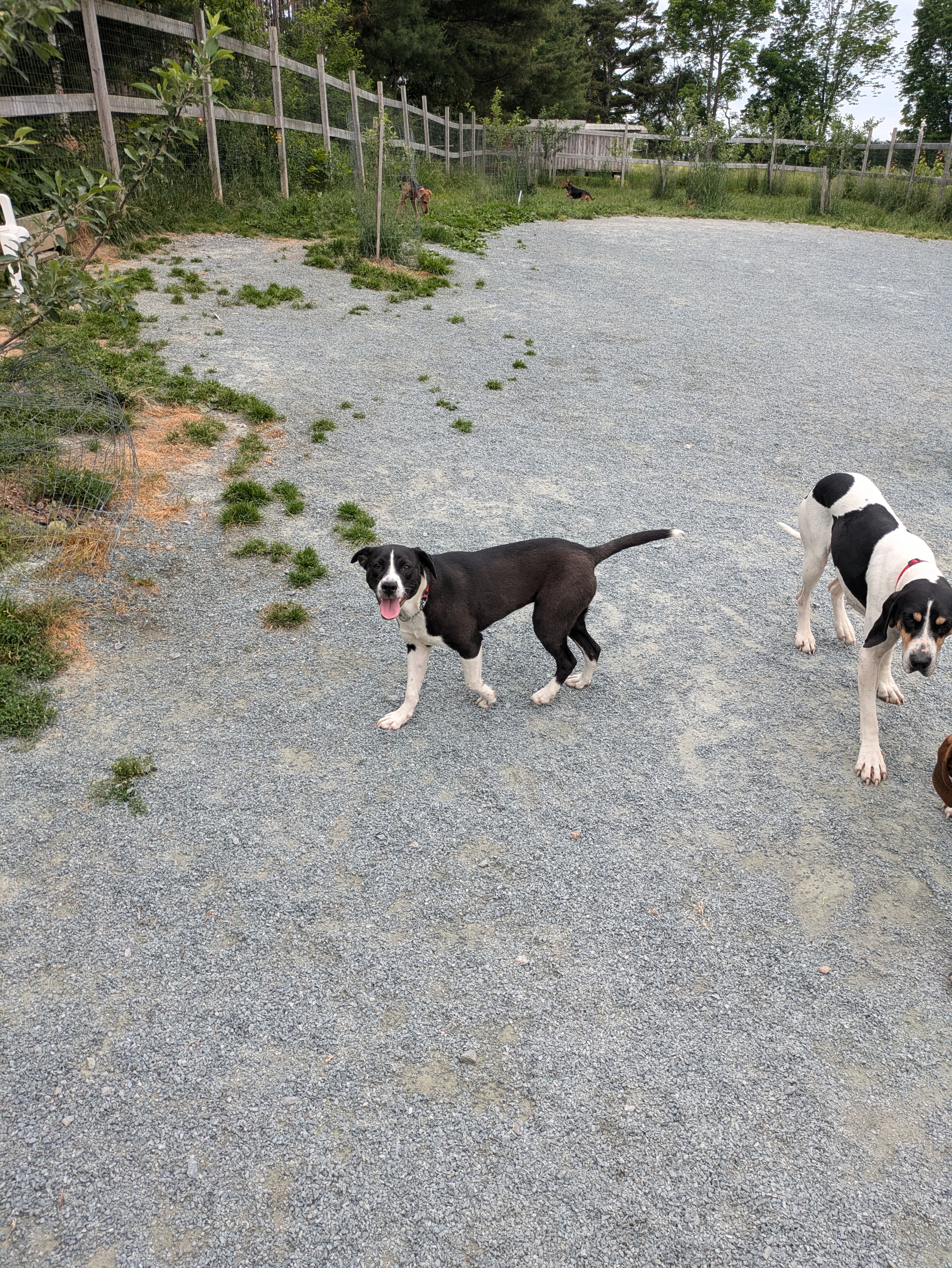 Enlarge Jessie, a Adopted mixed breed in West Northfield, NS image 3/3