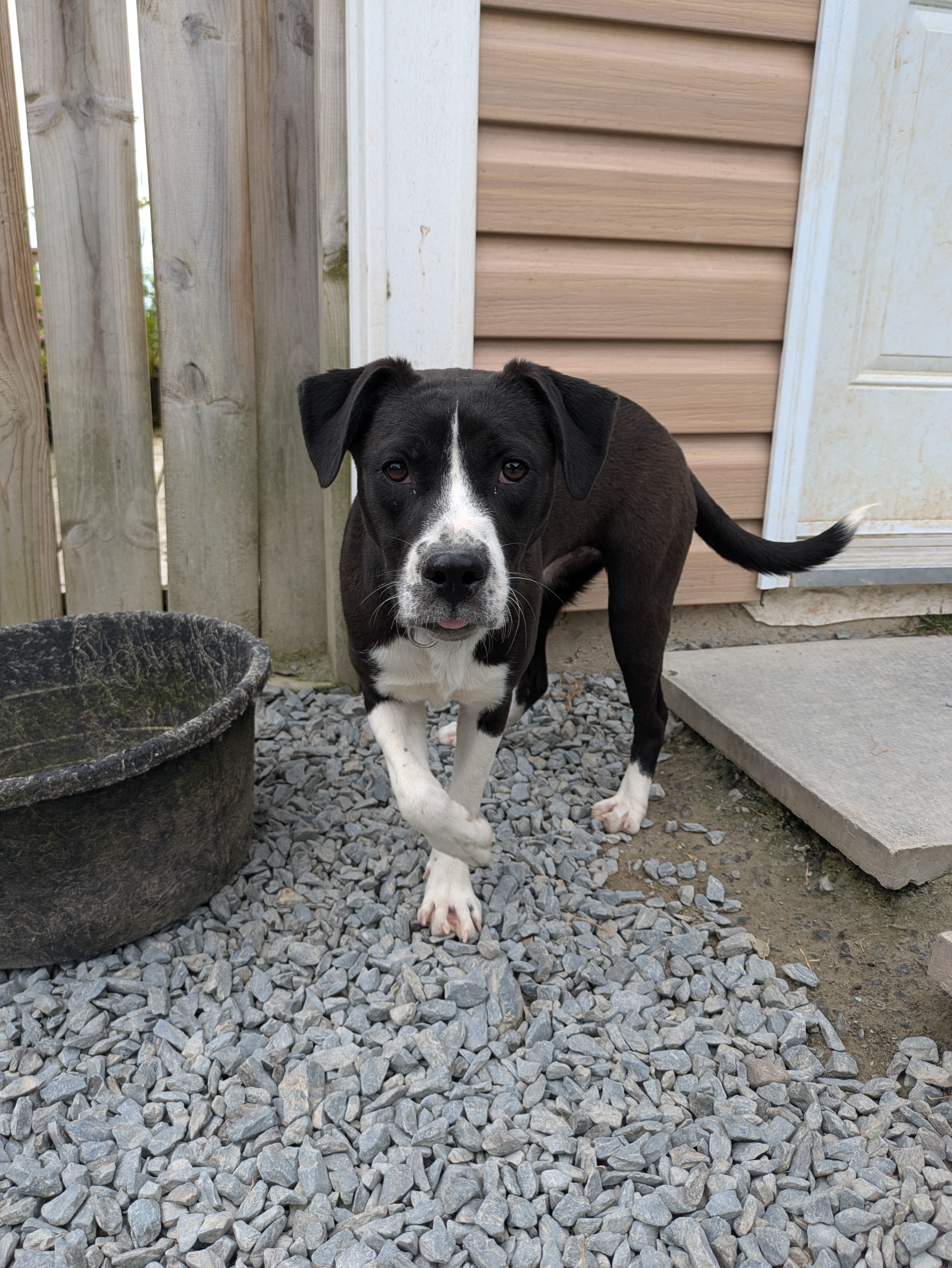 Jessie, Adopted, Young Female Border Collie & Black Mouth Cur.