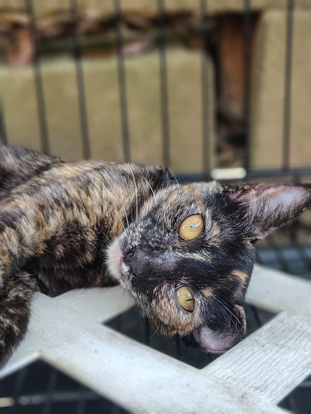 Andrea, a ADOPTABLE Domestic Short Hair in Franklin, MA image 3/3