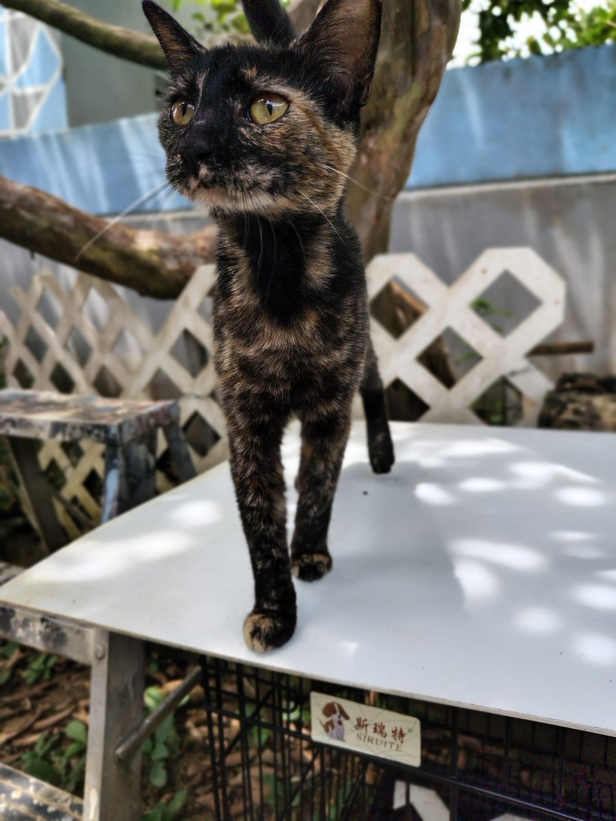 Andrea, a ADOPTABLE Domestic Short Hair in Franklin, MA image 2/3