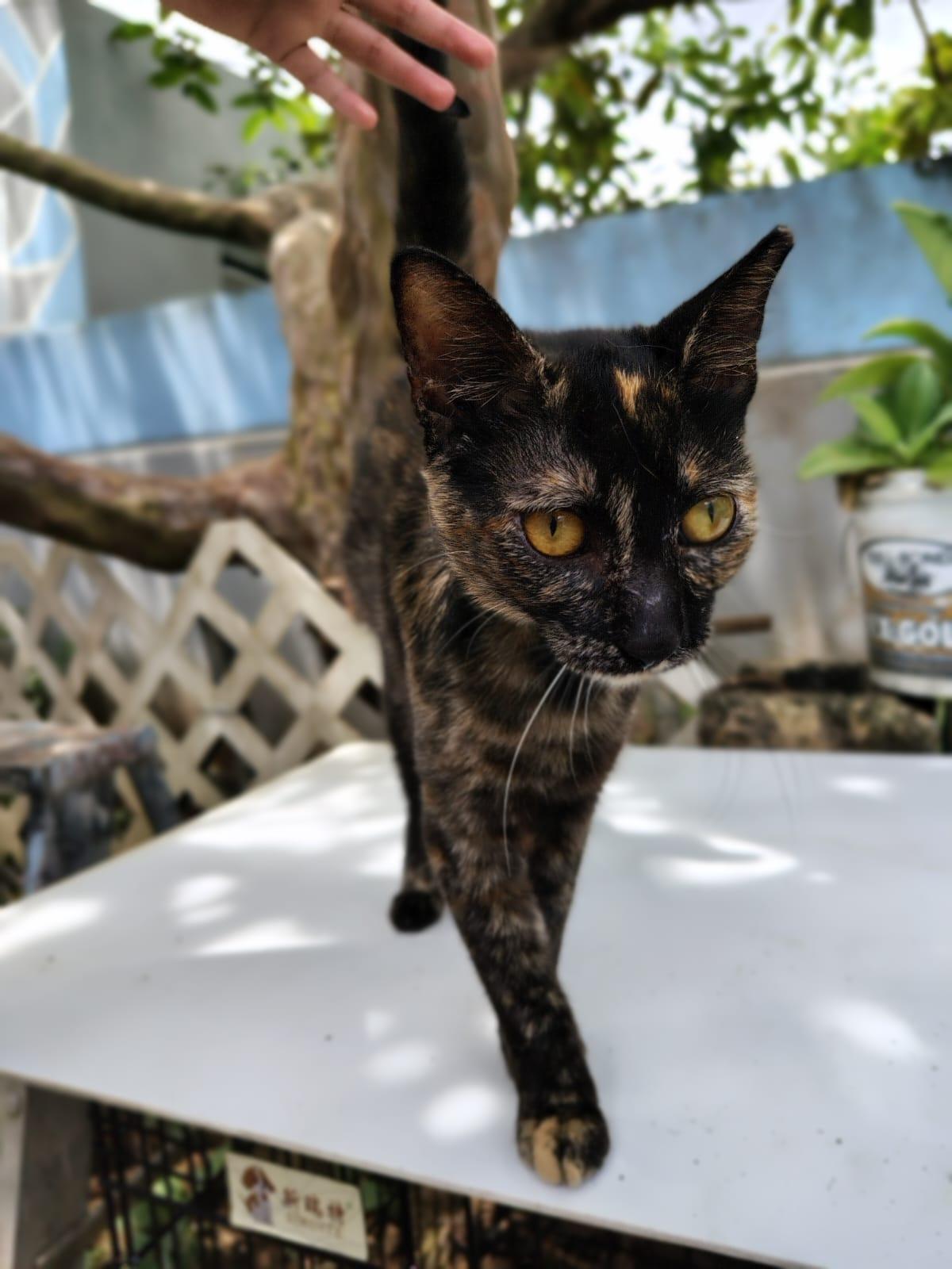 Andrea, ADOPTABLE, Kitten Female Domestic Short Hair.