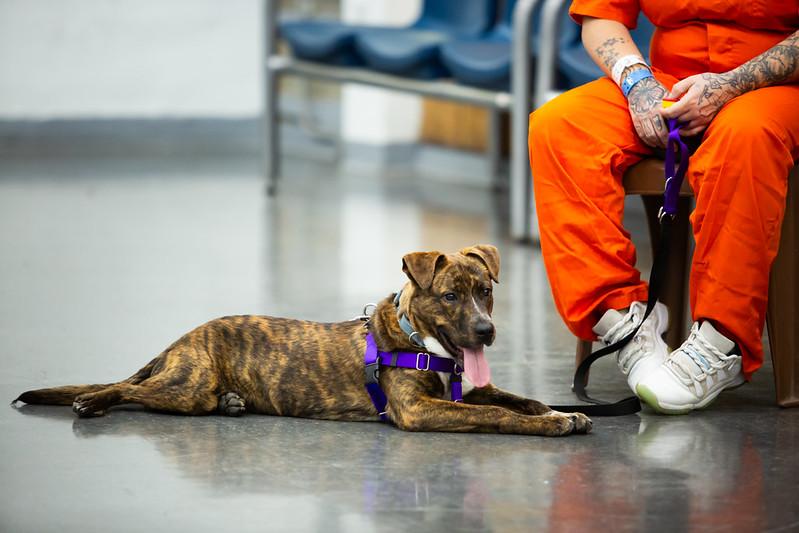 Enlarge Yeti, a ADOPTABLE Mixed Breed in Philadelphia, PA image 5/6