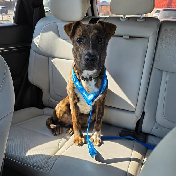 Enlarge Yeti, a ADOPTABLE Mixed Breed in Philadelphia, PA image 2/4