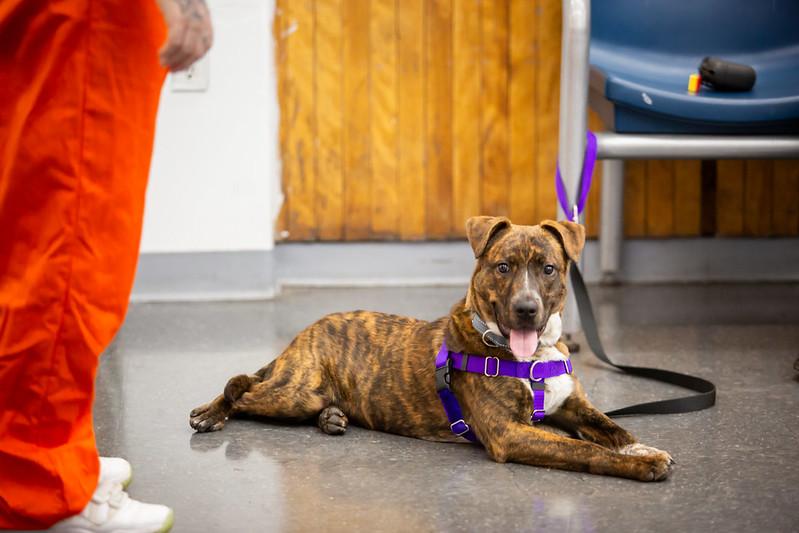 Enlarge Yeti, a ADOPTABLE Mixed Breed in Philadelphia, PA image 1/6