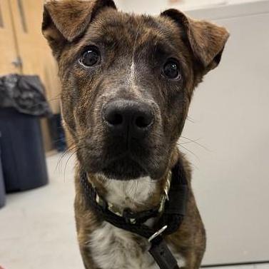Enlarge Yeti, a ADOPTABLE Mixed Breed in Philadelphia, PA image 1/4