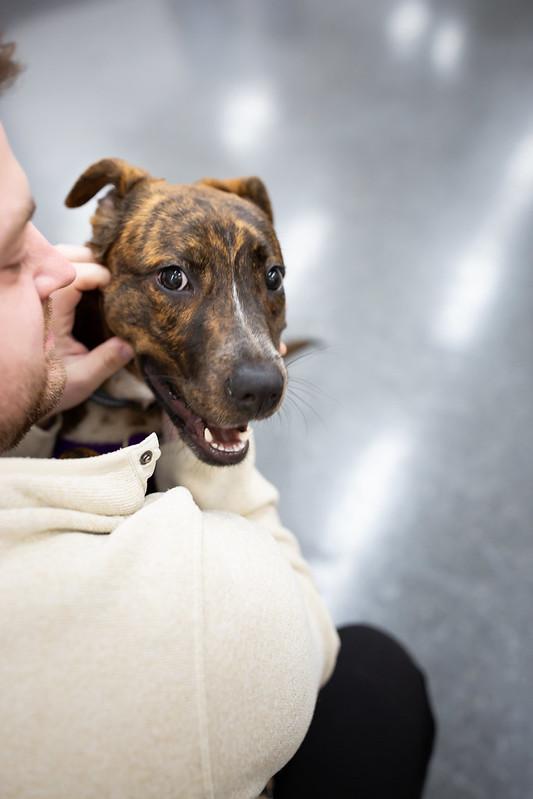 Enlarge Yeti, a ADOPTABLE Mixed Breed in Philadelphia, PA image 2/6