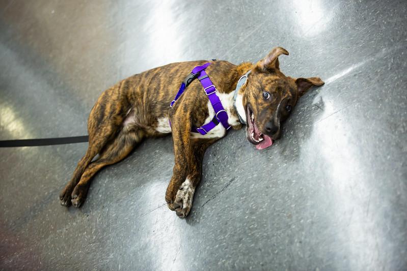 Enlarge Yeti, a ADOPTABLE Mixed Breed in Philadelphia, PA image 3/6