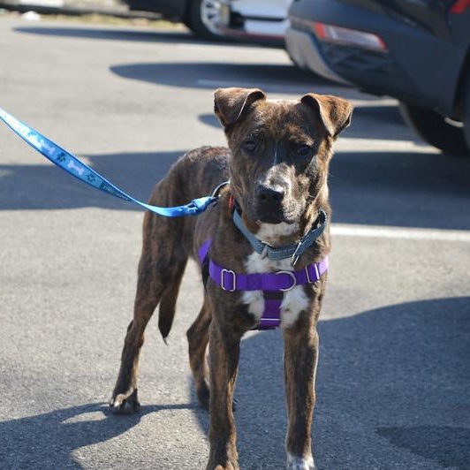Enlarge Yeti, a ADOPTABLE Mixed Breed in Philadelphia, PA image 3/4
