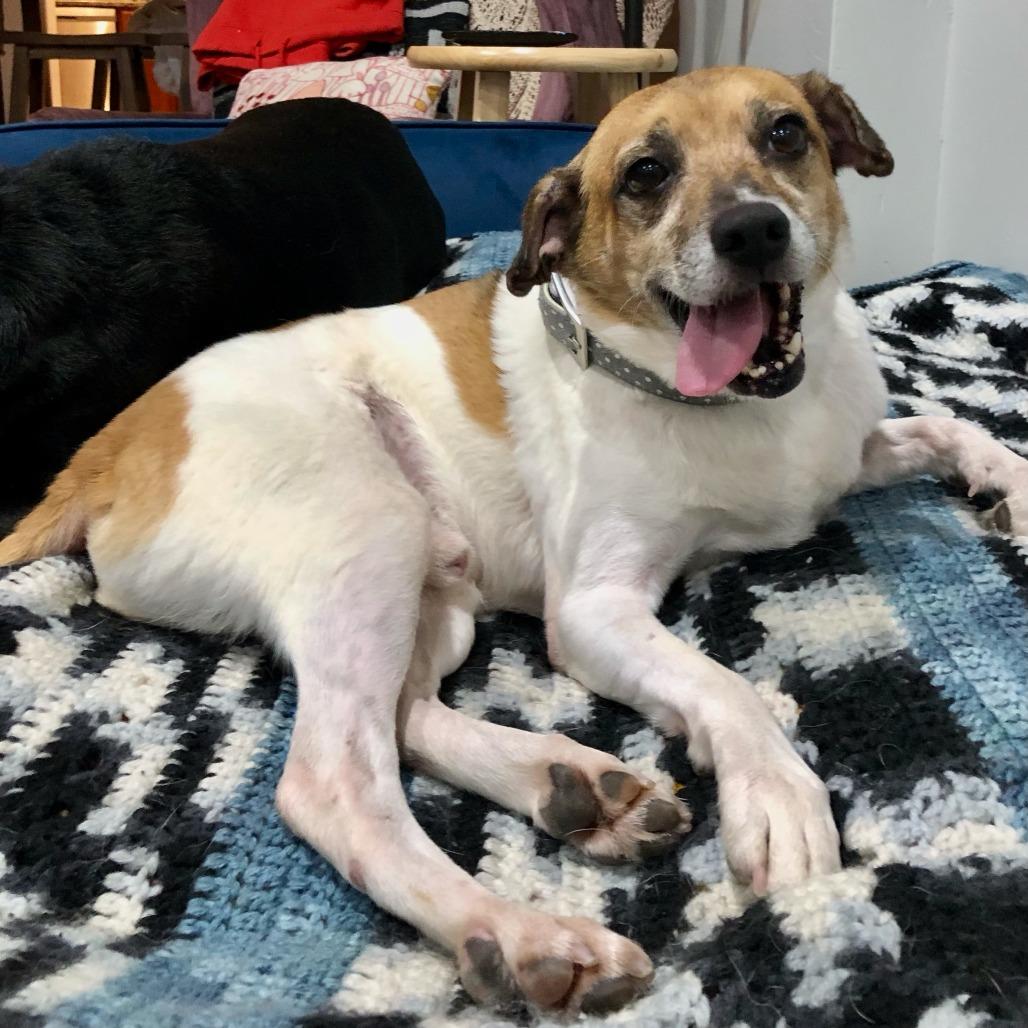 Sam, a Adoptable Jack Russell Terrier in Philadelphia, PA image 1/6