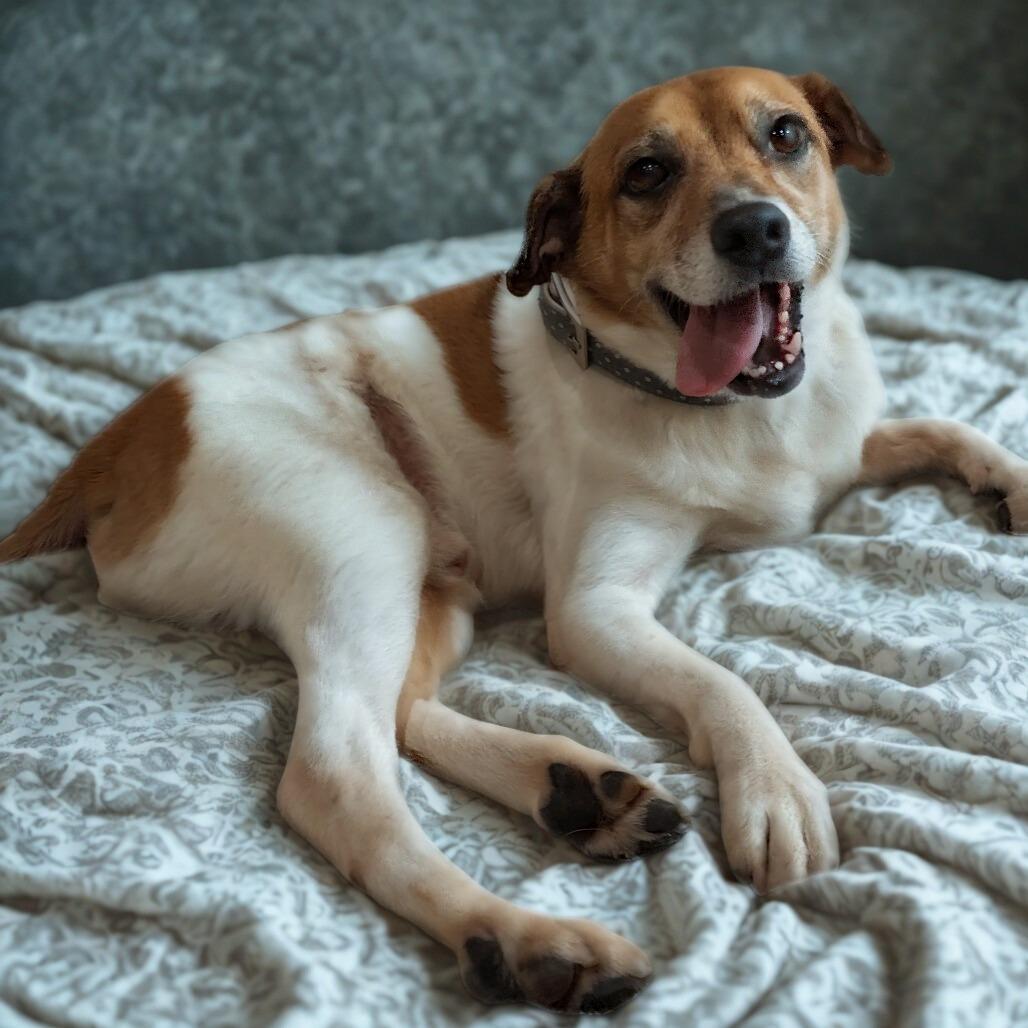 Sam, Adoptable, Adult Male Jack Russell Terrier.