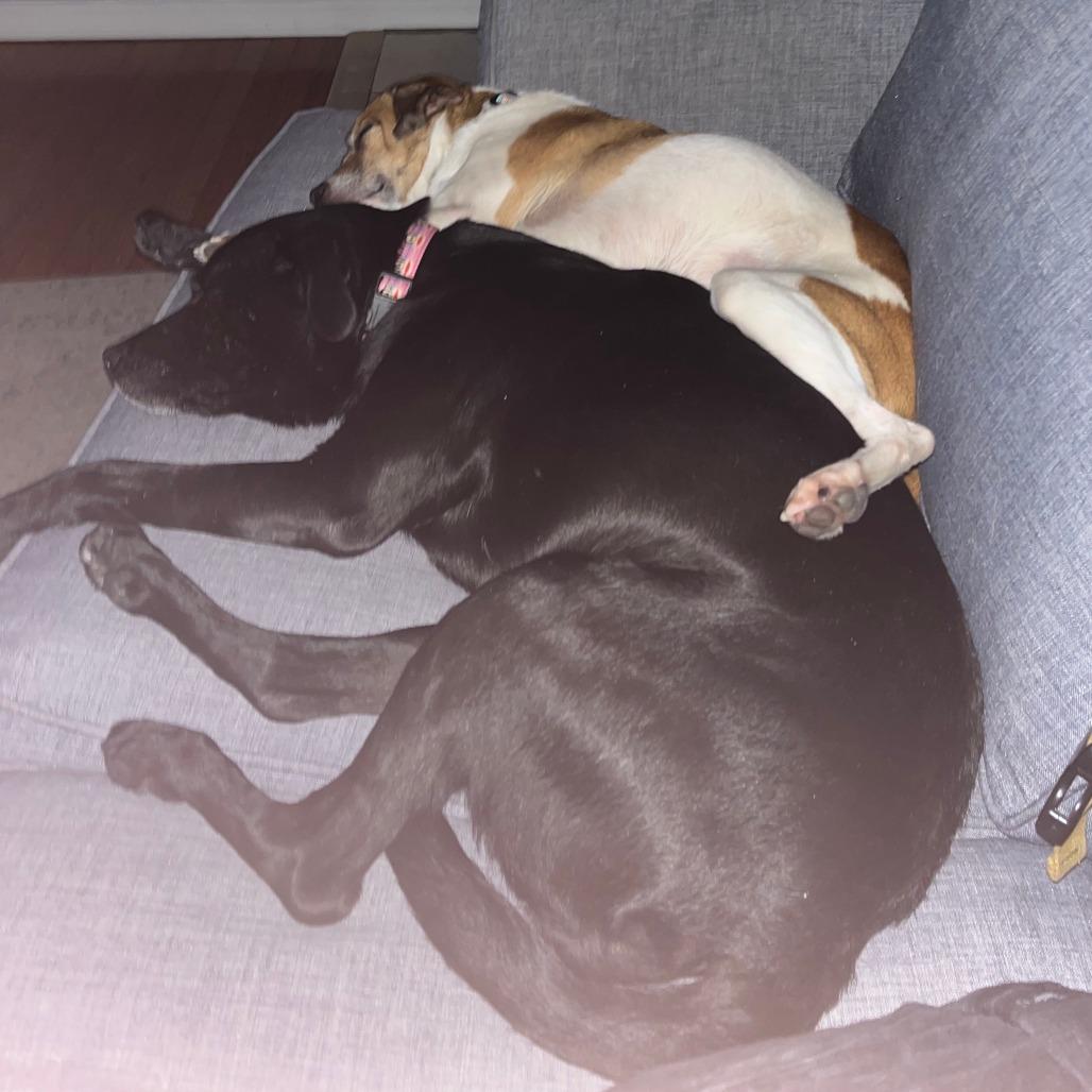 Enlarge Sam, a Adoptable Jack Russell Terrier in Philadelphia, PA image 5/6