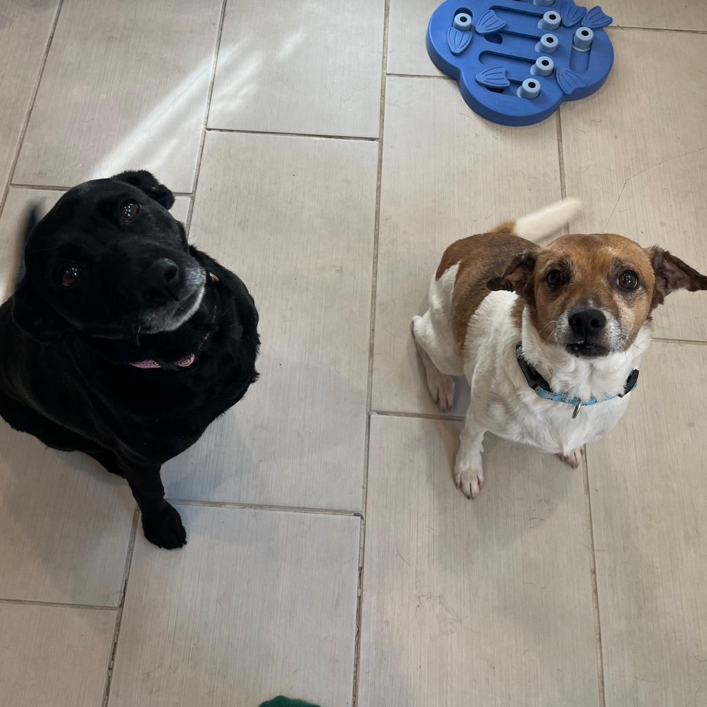 Sam, a Adoptable Jack Russell Terrier in Philadelphia, PA image 5/6