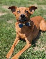Judd, a Adoptable Australian Cattle Dog / Blue Heeler in Newport, KY image 1/3