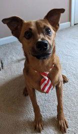 Judd, a Adoptable Australian Cattle Dog / Blue Heeler in Newport, KY image 2/3