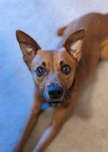 Judd, a Adoptable Australian Cattle Dog / Blue Heeler in Newport, KY image 3/3