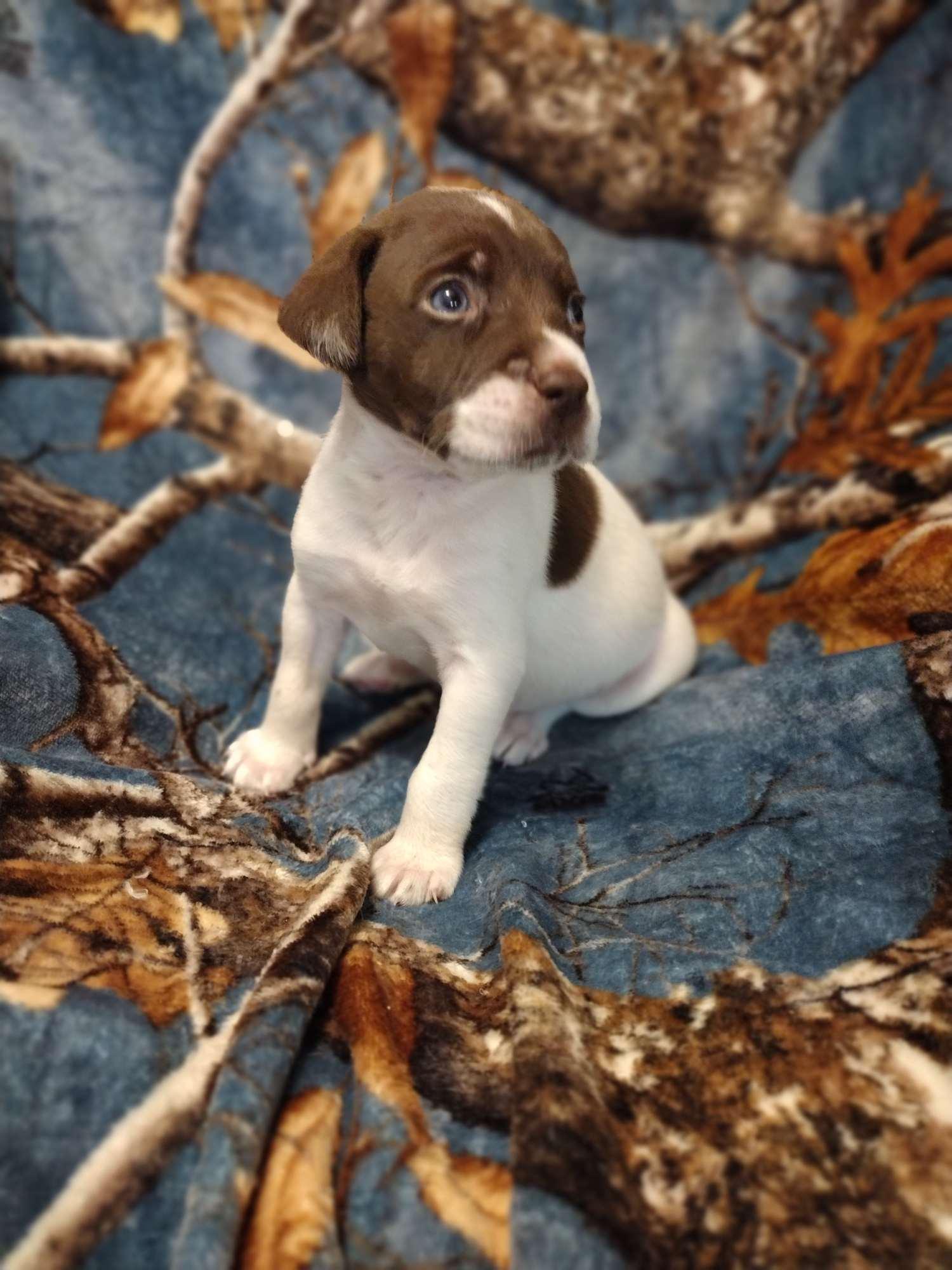 Casper, Adopted, Puppy Male Terrier.