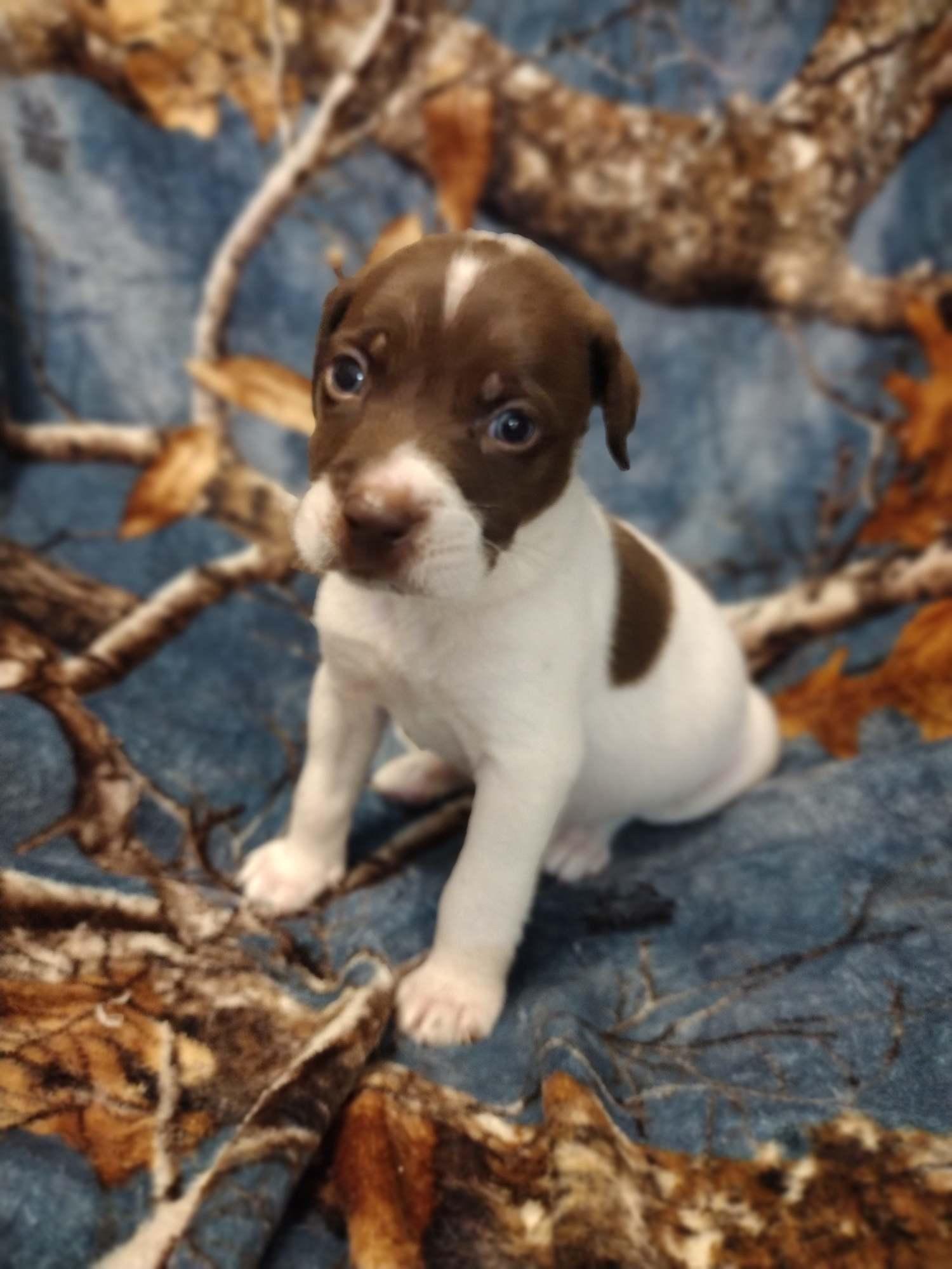Enlarge Casper, a Adopted mixed breed in Walker, LA image 2/4