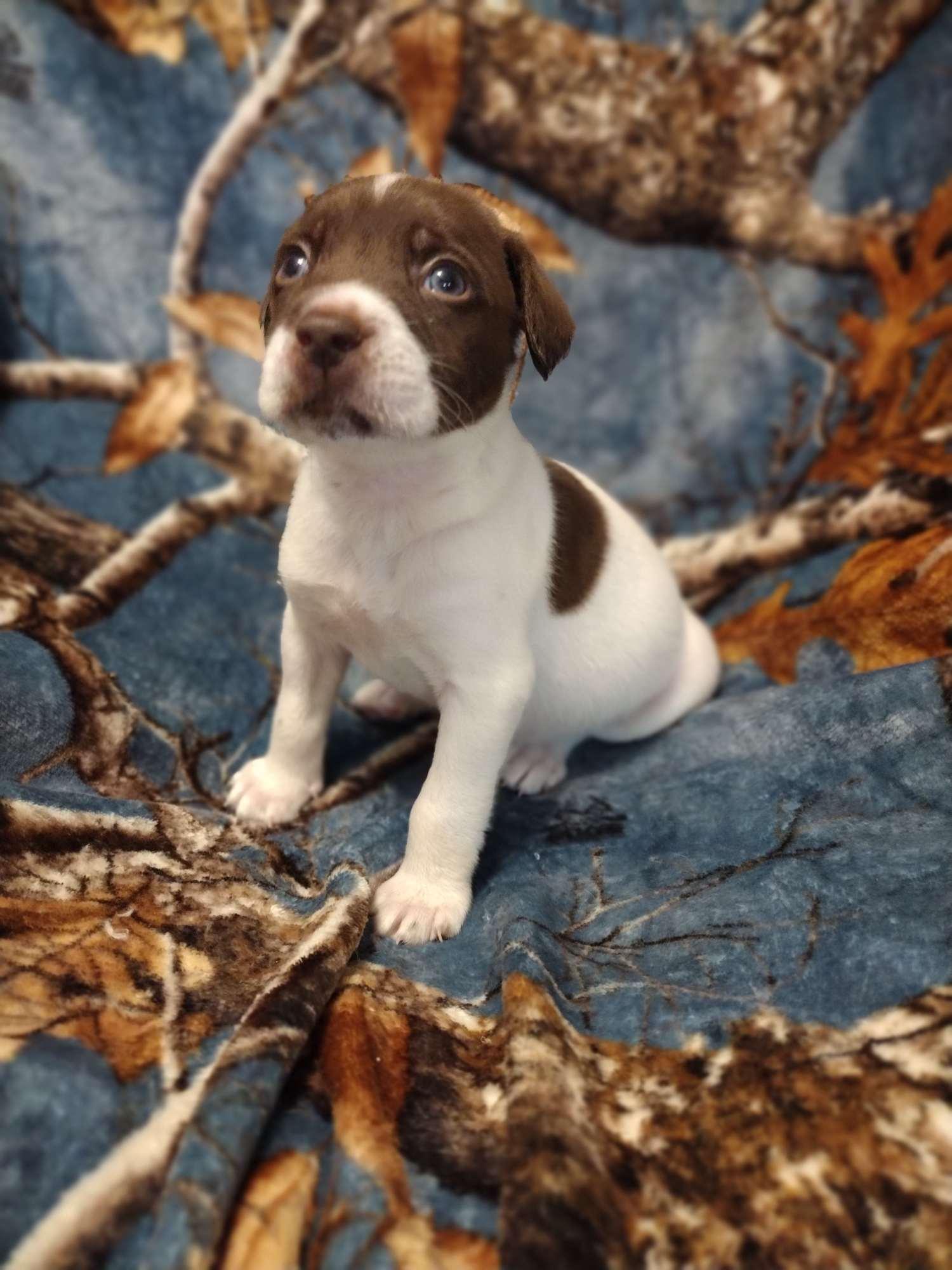 Enlarge Casper, a Adopted mixed breed in Walker, LA image 3/4