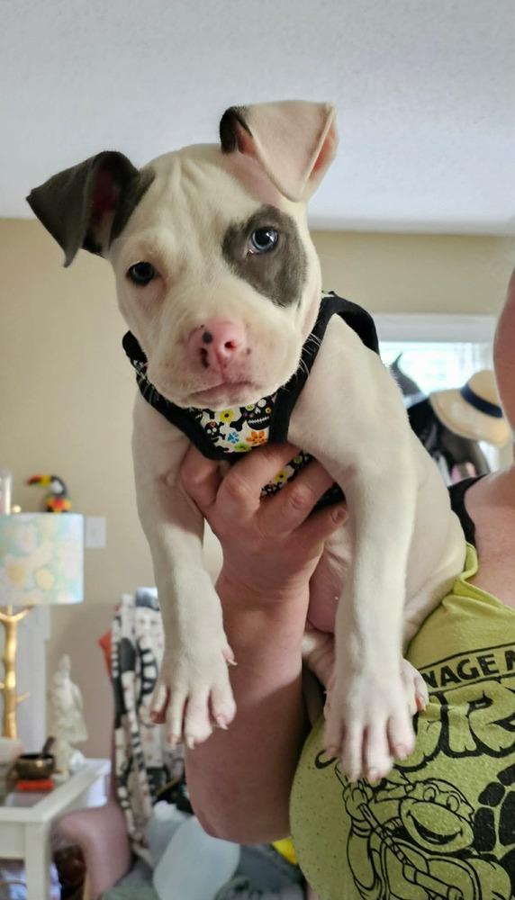 BANKSY, a Adoptable mixed breed in Thompson, PA image 1/6