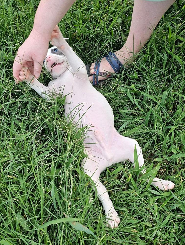 BANKSY, a Adoptable mixed breed in Thompson, PA image 2/6